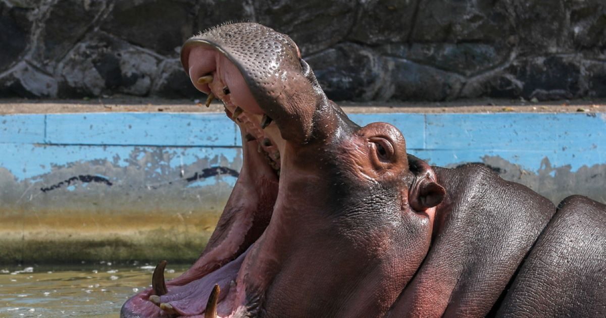Campus Coast: Hippopotamus sank – missing 11 passengers, including an infant