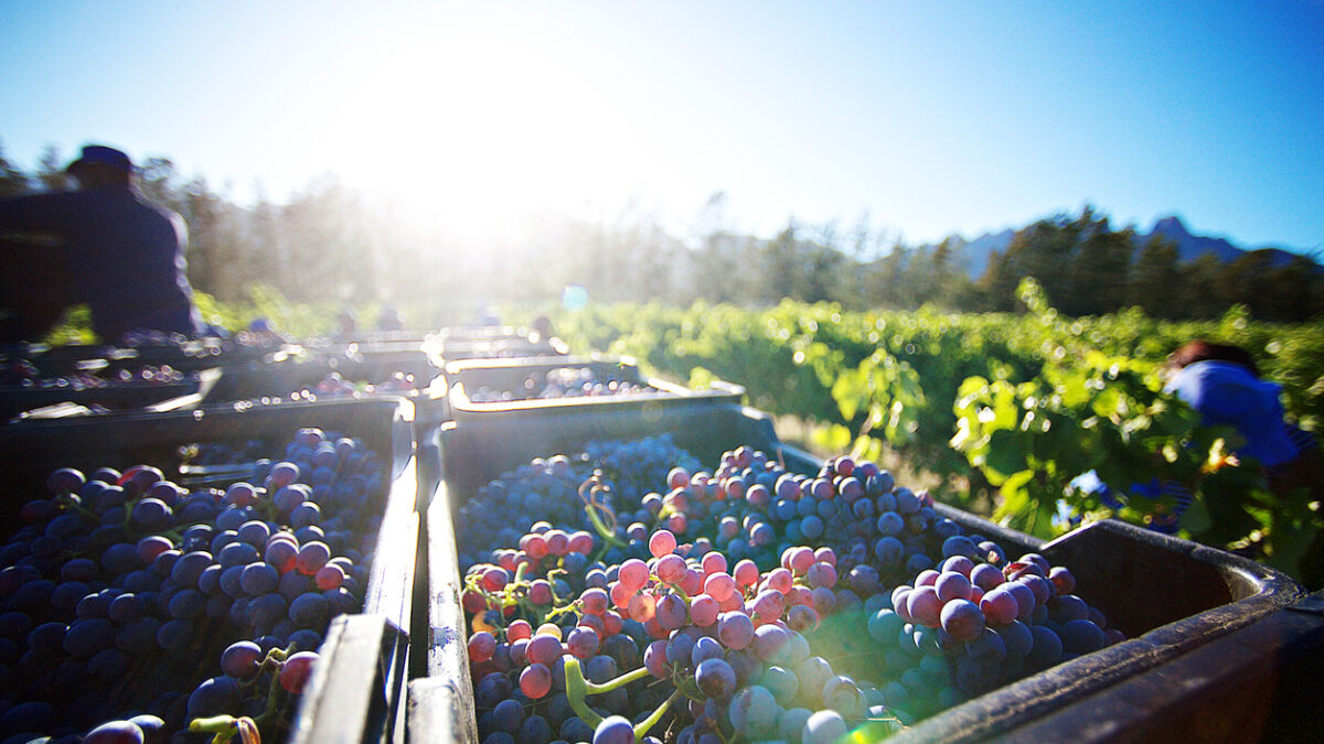 Freshly Cut Grapes after being Harvested at sunrise in crates between the vineyards Stellenbosch South Africa