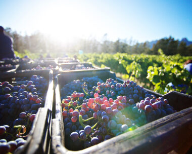Freshly Cut Grapes after being Harvested at sunrise in crates between the vineyards Stellenbosch South Africa