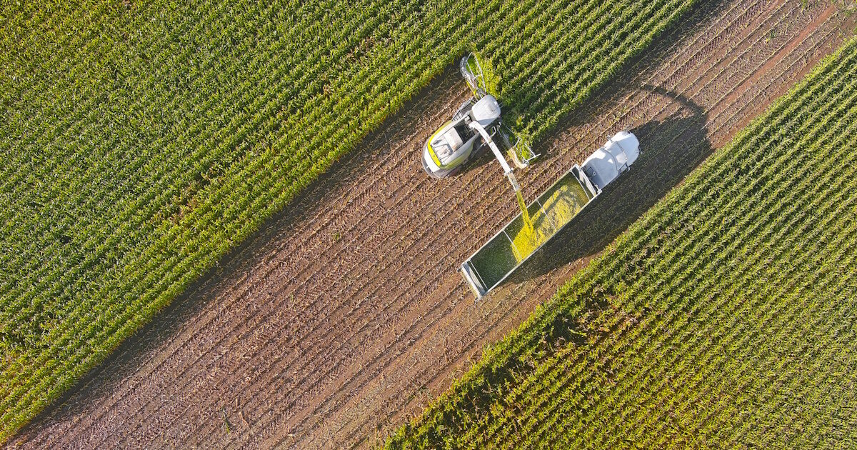 Pressures on the prices of American grain after the Trump chat – Si chat