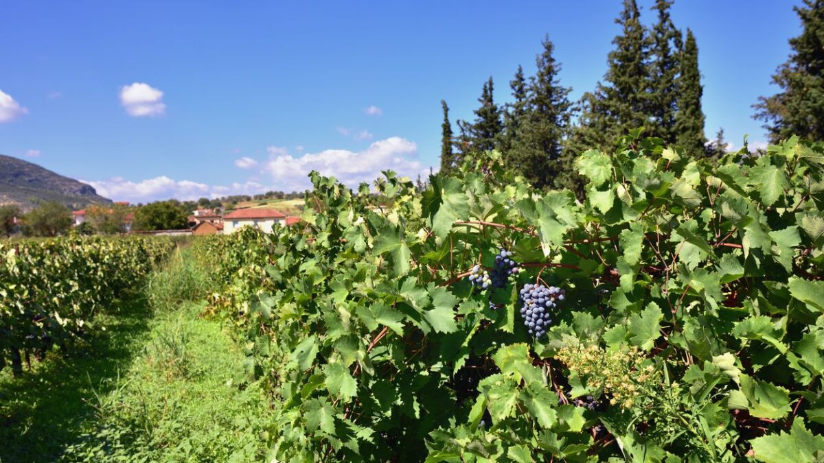 Red bunch of grapes on a vine ready for picking. The vineyard in Nemea region, one from famous  wine producing region in Greece