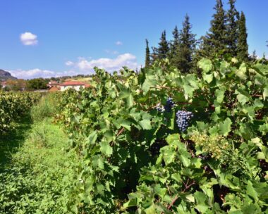 Red bunch of grapes on a vine ready for picking. The vineyard in Nemea region, one from famous  wine producing region in Greece