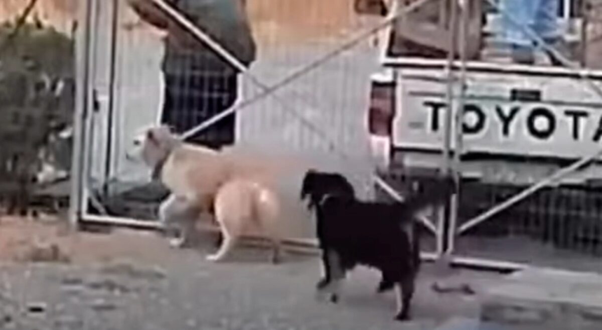 Σκύλοι