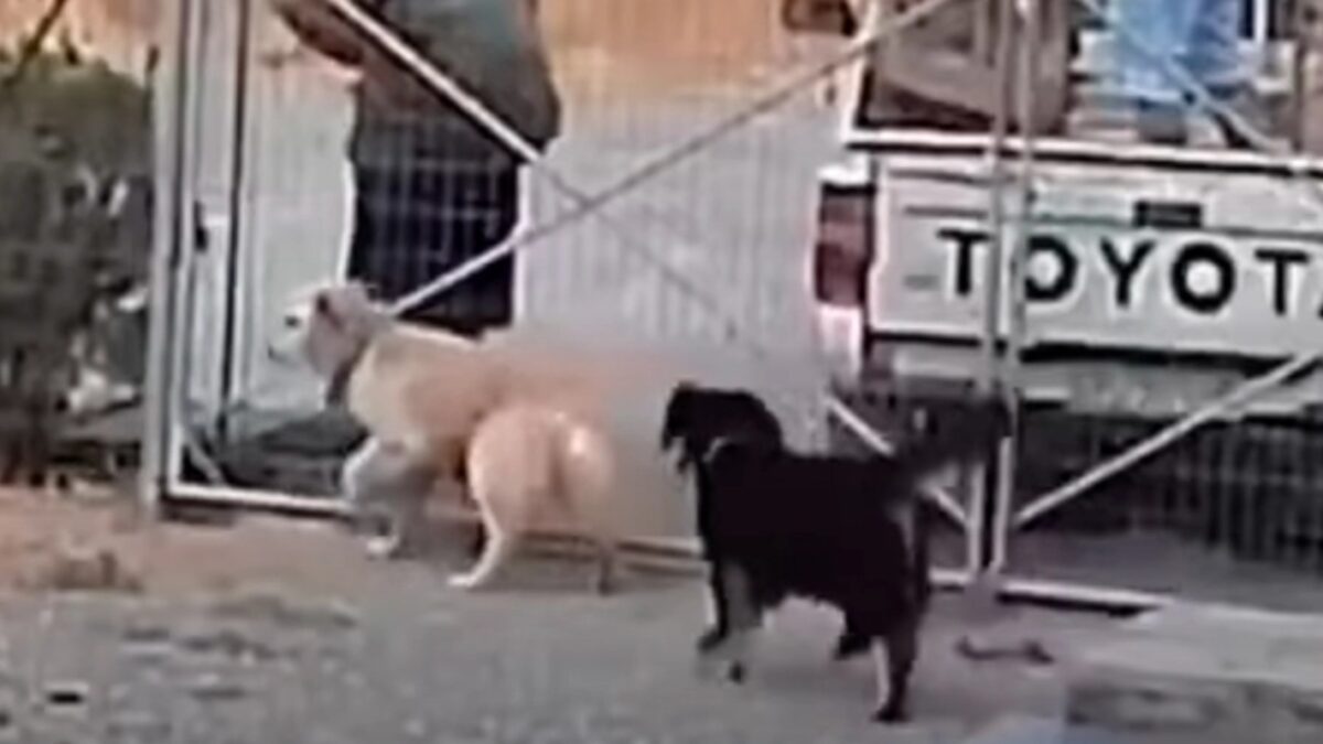 Σκύλοι