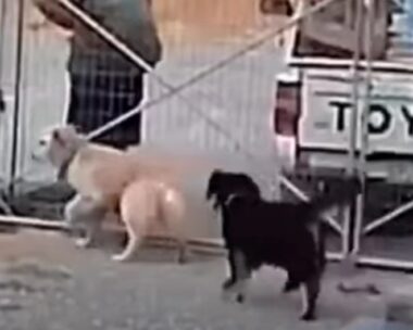 Σκύλοι