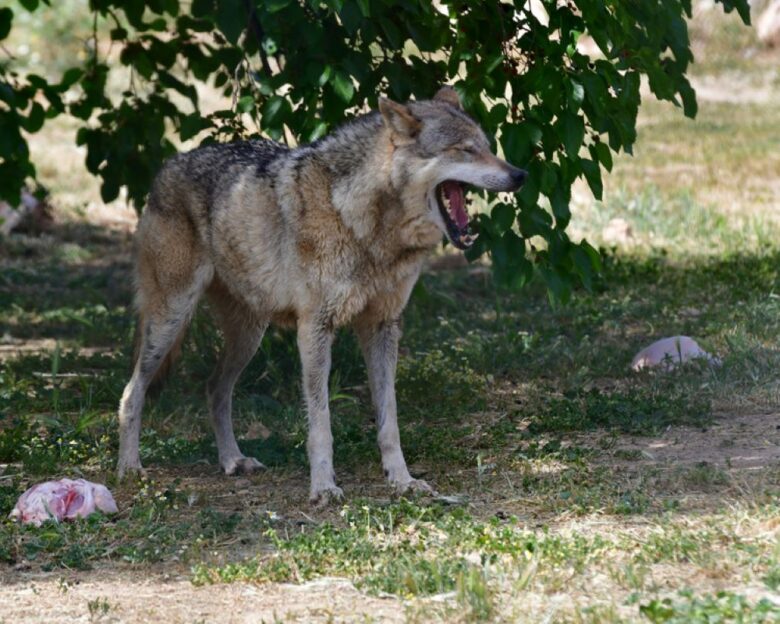 Επίθεση λύκου σε 5χρονη στη Χαλκιδική: «Η έλλειψη τροφής οδηγούν τα άγρια ζώα στον αστικό ιστό» λένε οι ειδικοί