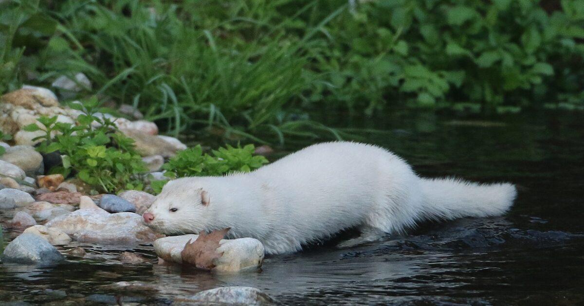 Kastoria: Mink attacked to a rapid woman and amputated her