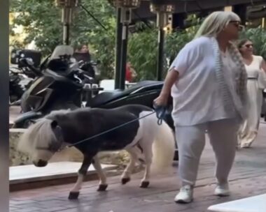 Πόνυ