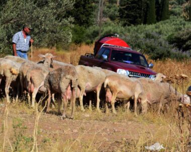 Κοπάδι προβάτων