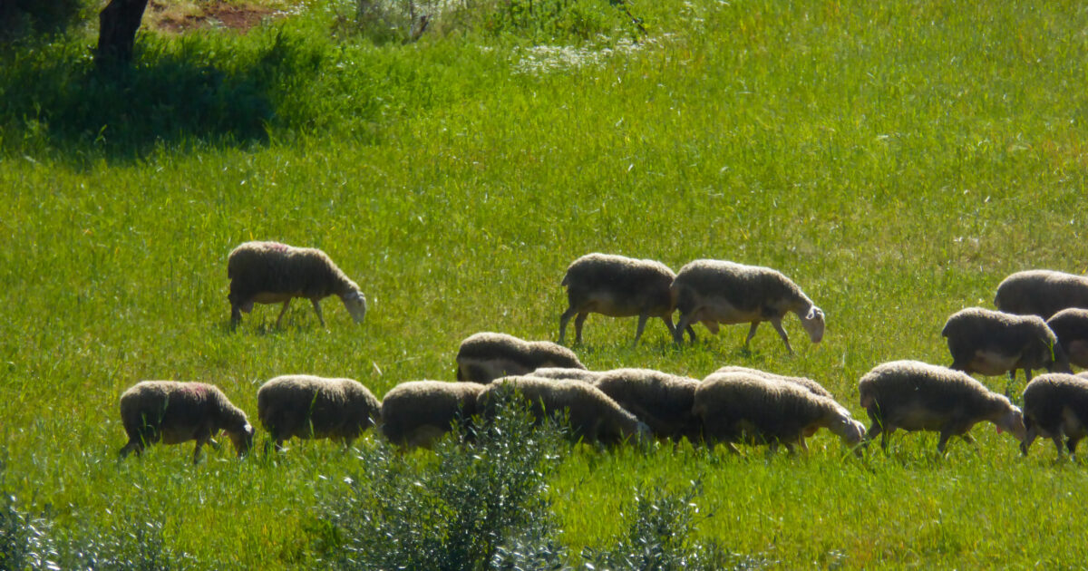 Tsiaras: The vaccine is not a solution for smallpox in goats and sheep – Risk for feta cheese and exports