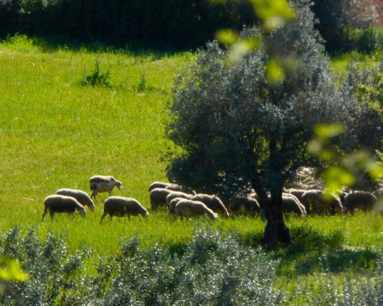 Εξαπλώνεται ραγδαία η ευλογιά των αιγοπροβάτων – Κολλημένες στον ΟΠΕΚΕΠΕ οι επιδοτήσεις για τις ζωοτροφές, δεν αυξάνεται η αποζημίωση για τα θανατωθέντα