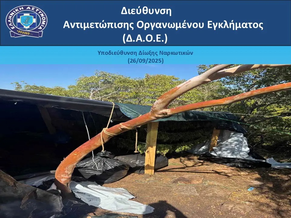 Η κάνναβη που βρέθηκε στην κατοχή της σπείρας