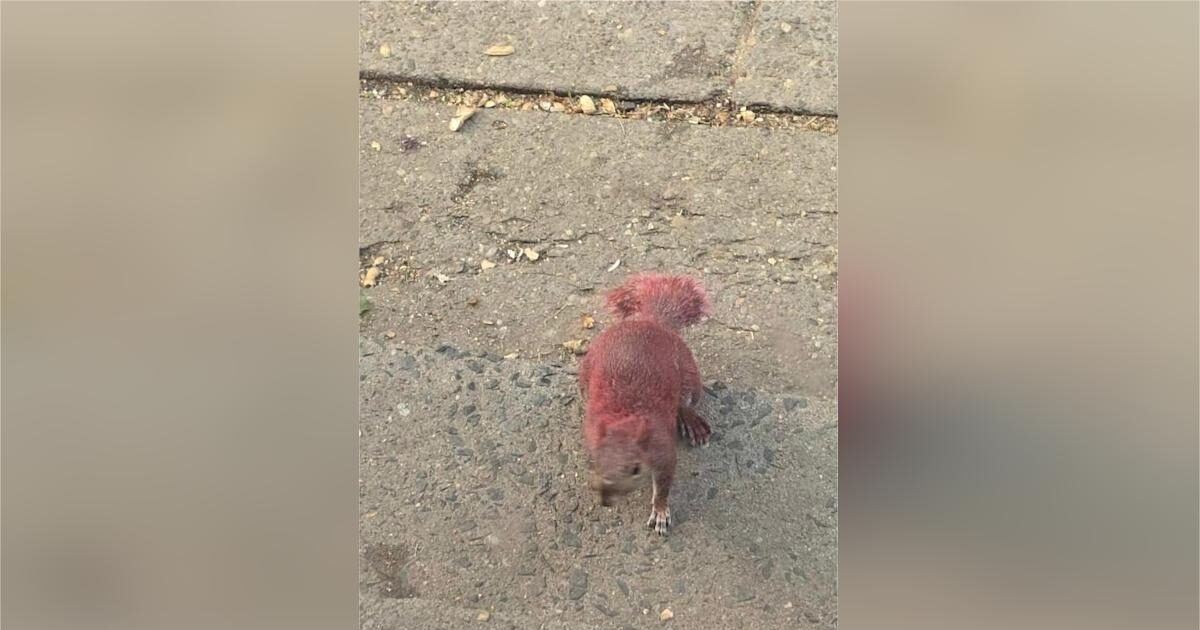 USA: Painted squirrels are causing questions in a Connecticut city