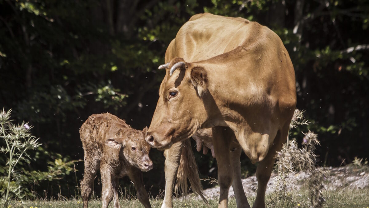 Αγελάδα με το μοσχαράκι της
