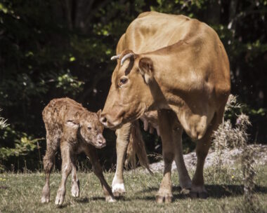 Αγελάδα με το μοσχαράκι της