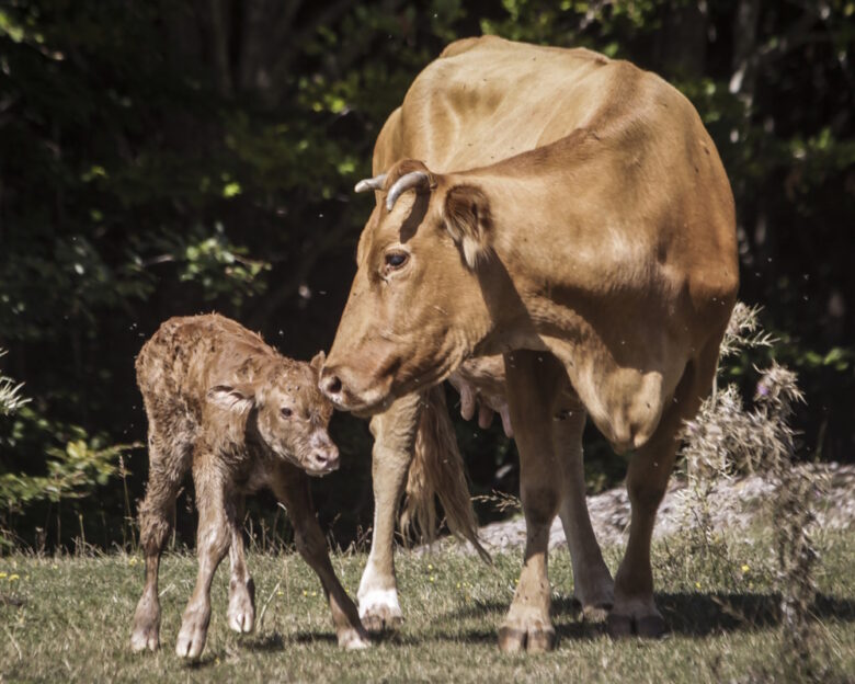 Κορσική: 4 ανήλικοι σκότωσαν αγελάδα και το μοσχαράκι της και «ανέβασαν» βίντεο στα social media