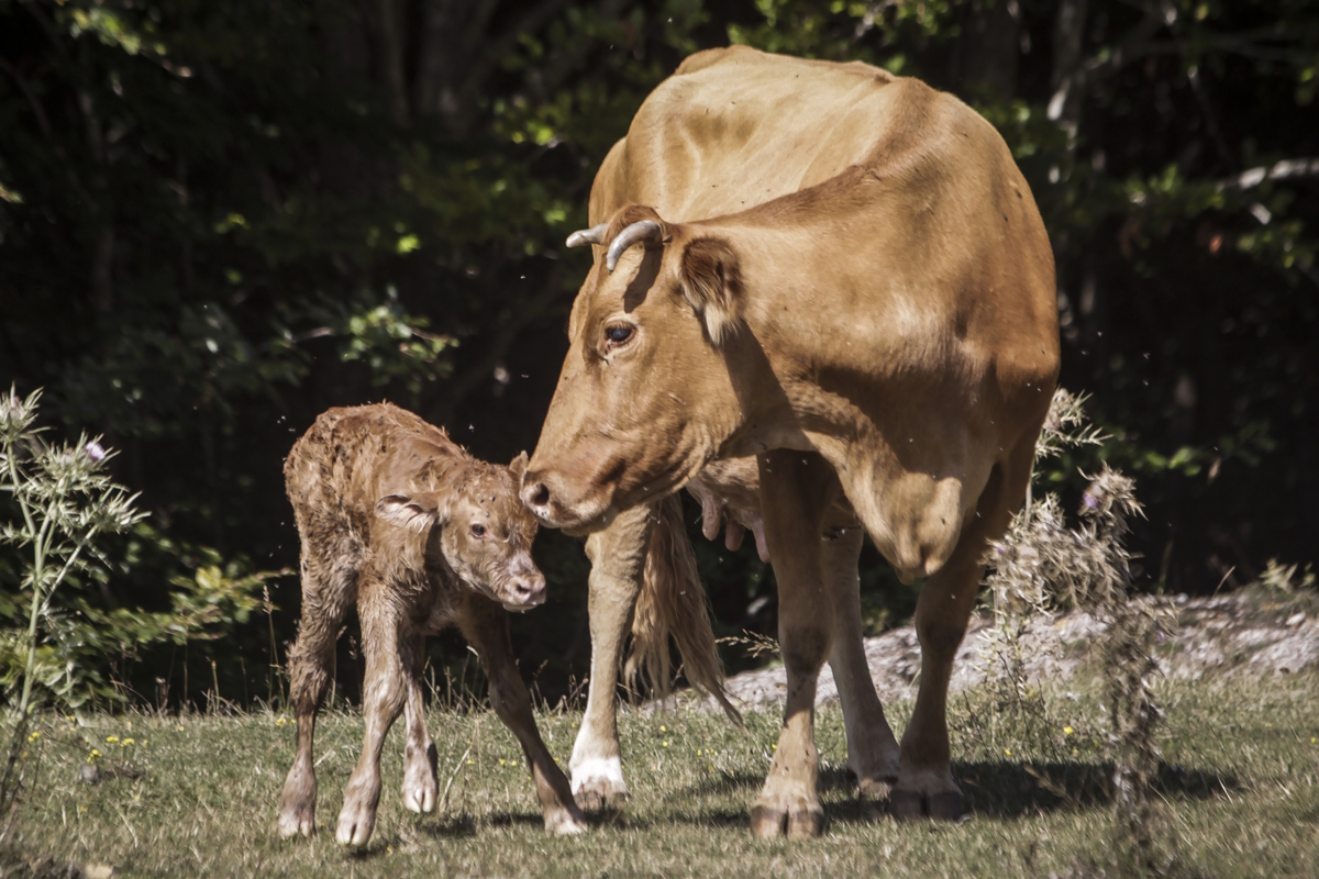 Αγελάδα με το μοσχαράκι της