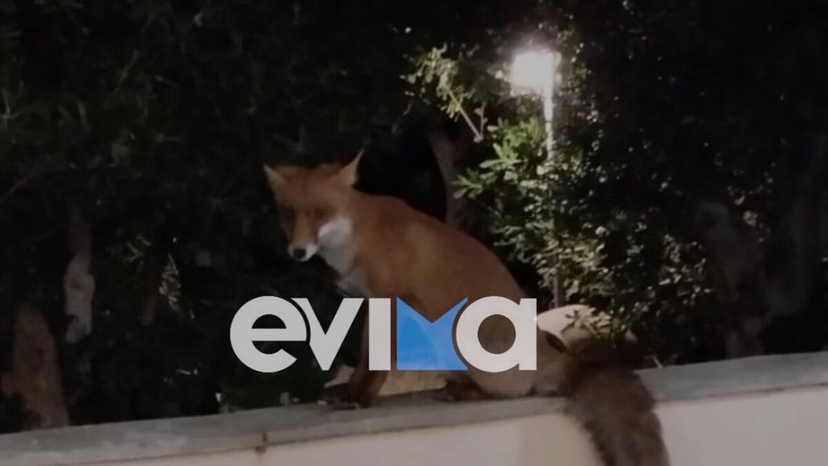 Αλεπού