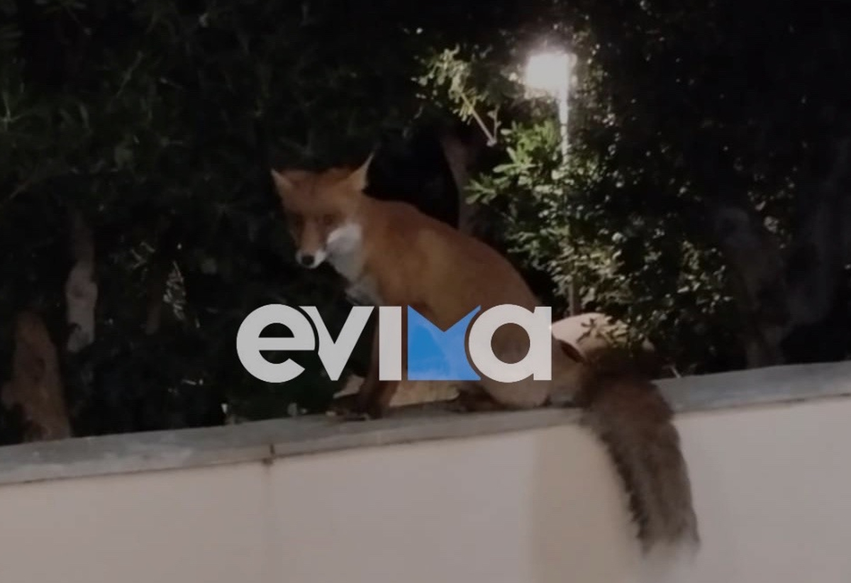 Αλεπού