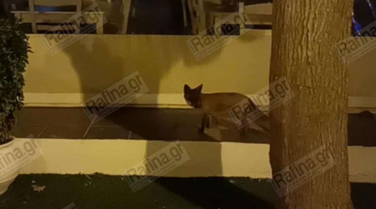 Το άγριο ζώο σε κενρικό σημείο της Ραφήνας