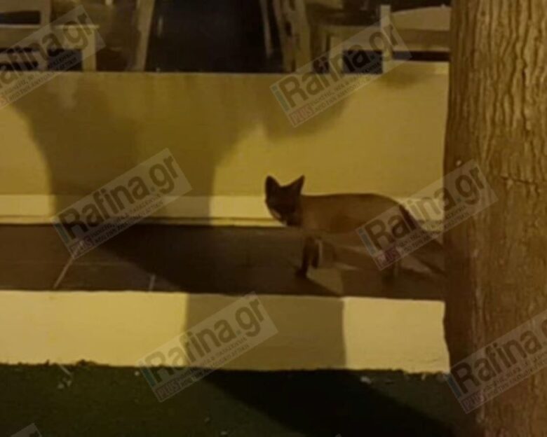 Ραφήνα: Τραυματισμένο αλεπουδάκι αναζητά τροφή στην κεντρική πλατεία