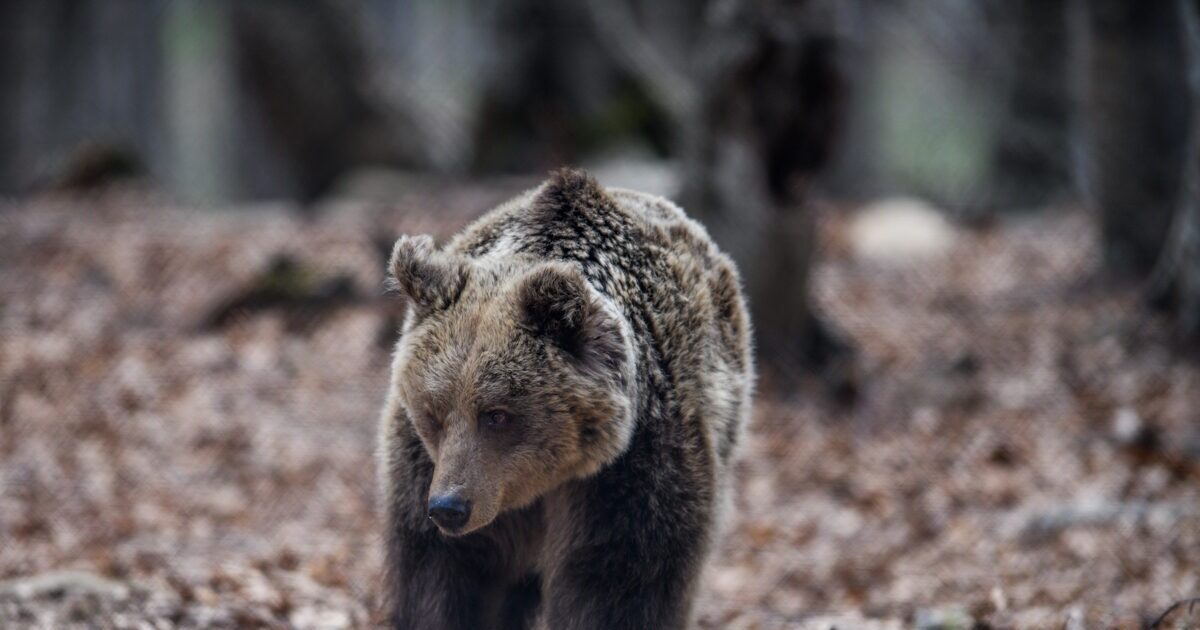 Bears “invade” Japanese cities: 10 dead since the beginning of the year – They ask for help from the army for the attacks