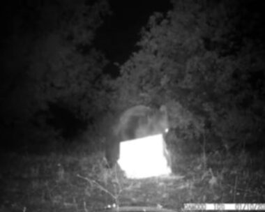 Αρκούδα κλέβει κυψέλη