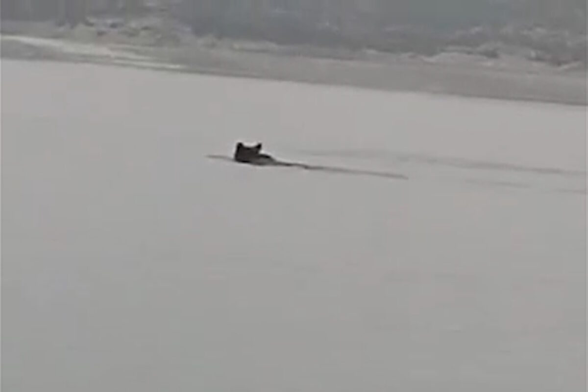 Η αρκούδα μέσα στη λίμνη
