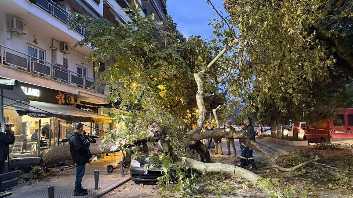 Δέντρο