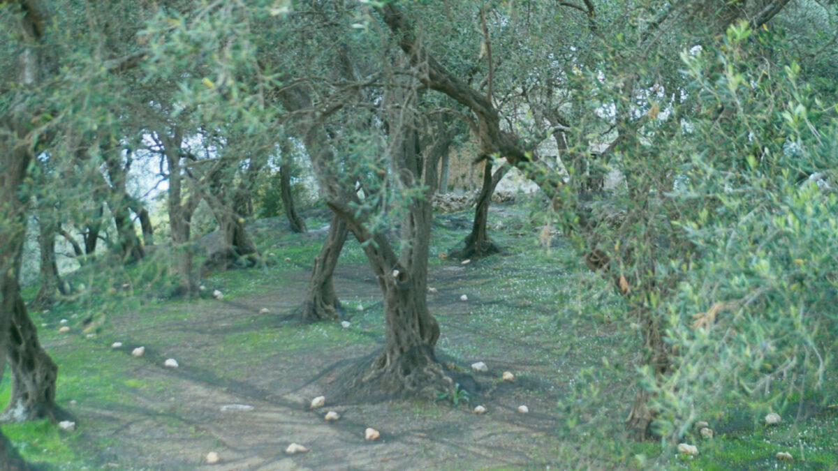 ελιόδεντρα