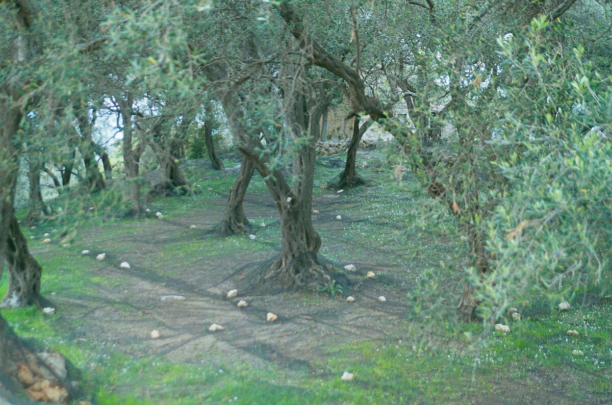 ελιόδεντρα