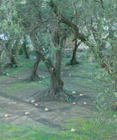 ελιόδεντρα