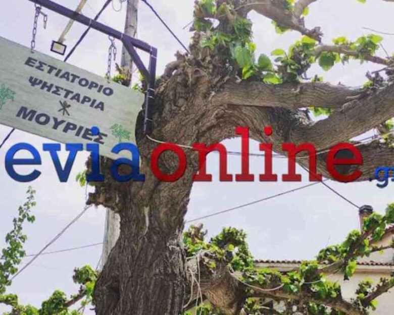 Εύβοια: Ένας 67χρονος ιδιοκτήτης ταβέρνας έπεσε από σκάλα και σκοτώθηκε – Προσπαθούσε να κλαδέψει μουριές