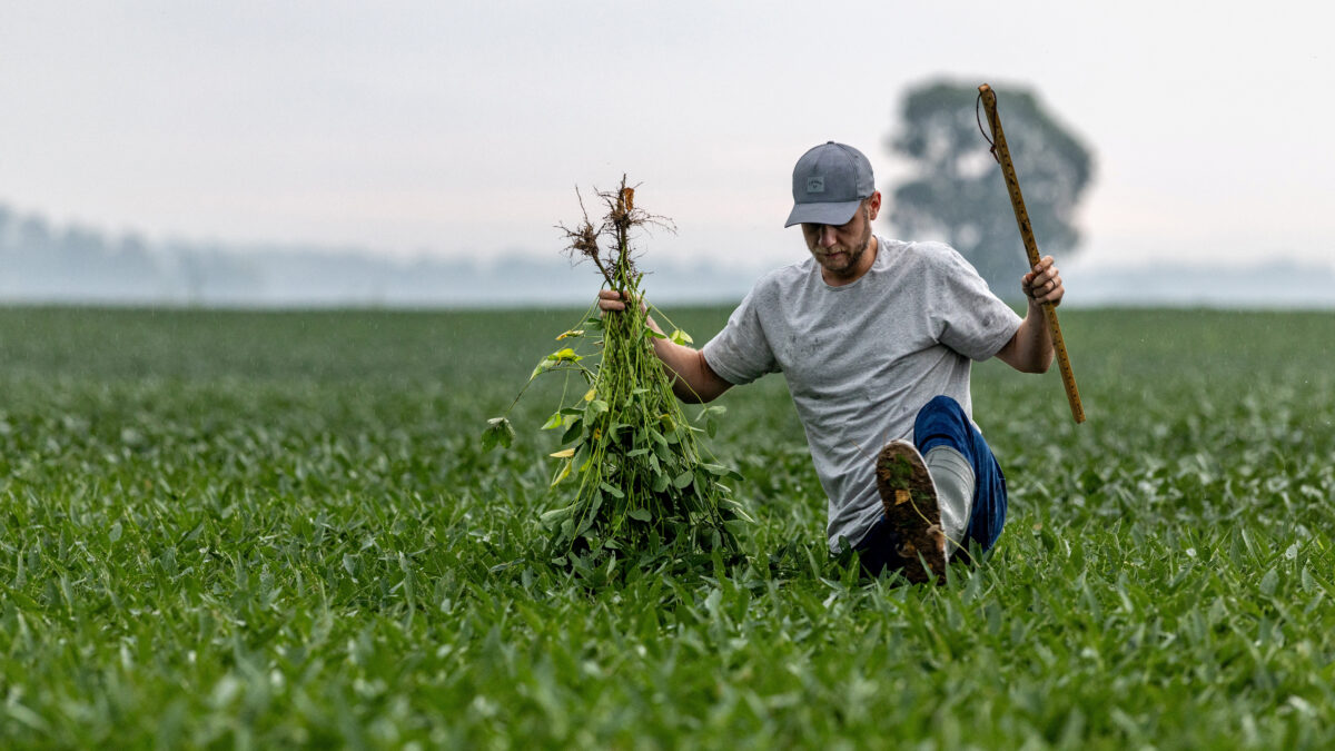 Αγρότης συλλέγει σόγια