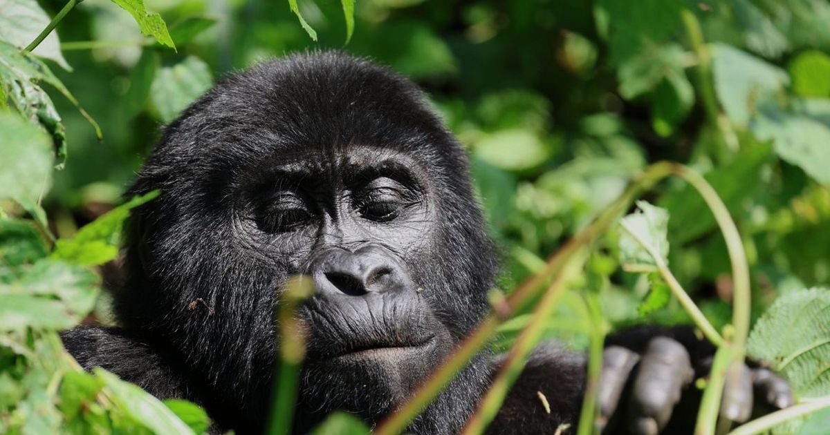 Panic in a Zoo in California: Gorilla fell on the glass of his cage and cracked it