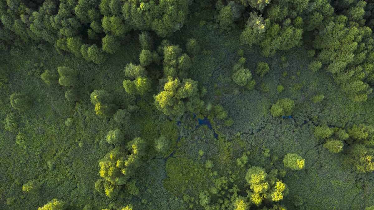 Trees, reeds and river, wetlands near the forest, top view. Wonderful summer landscape, drone view. Abstract natural background.