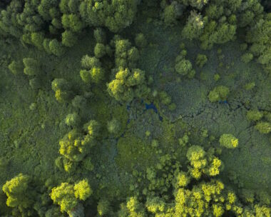 Trees, reeds and river, wetlands near the forest, top view. Wonderful summer landscape, drone view. Abstract natural background.