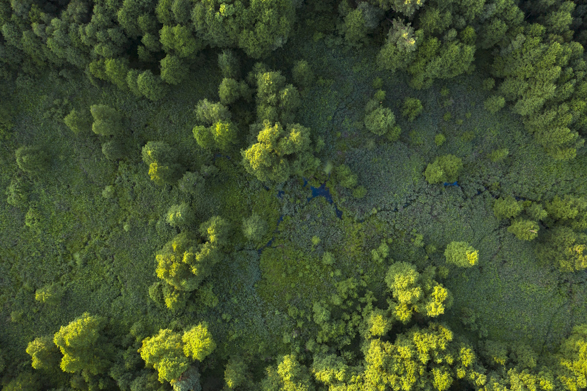 Trees, reeds and river, wetlands near the forest, top view. Wonderful summer landscape, drone view. Abstract natural background.