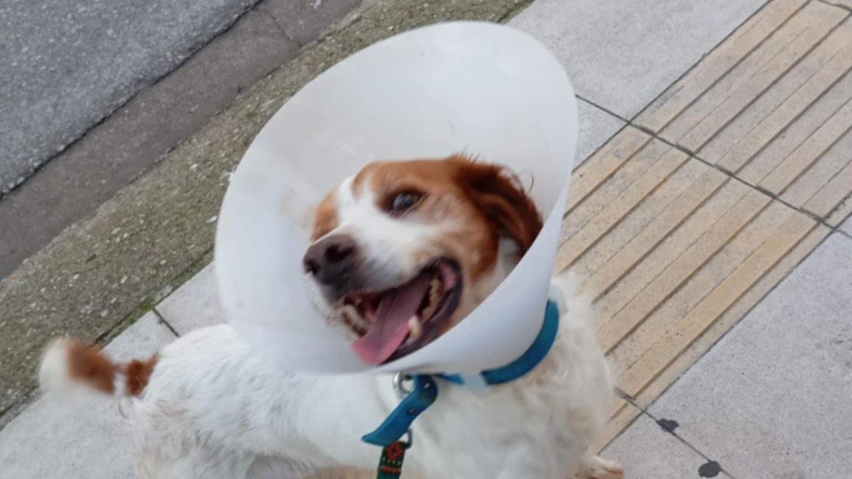 Το άτυχο τετράποδο που δέχτηκε τη φρικτή επίθεση στην Ηλεία