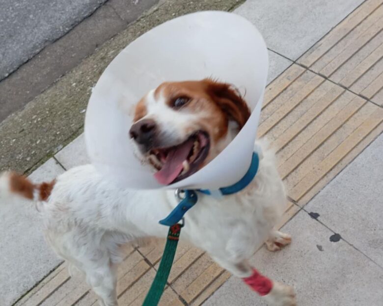 Ηλεία: «Ουδέποτε αναφέραμε ότι το ζώο κακοποιήθηκε σεξουαλικά» λέει ο φιλοζωικός σύλλογος Κρεστένων