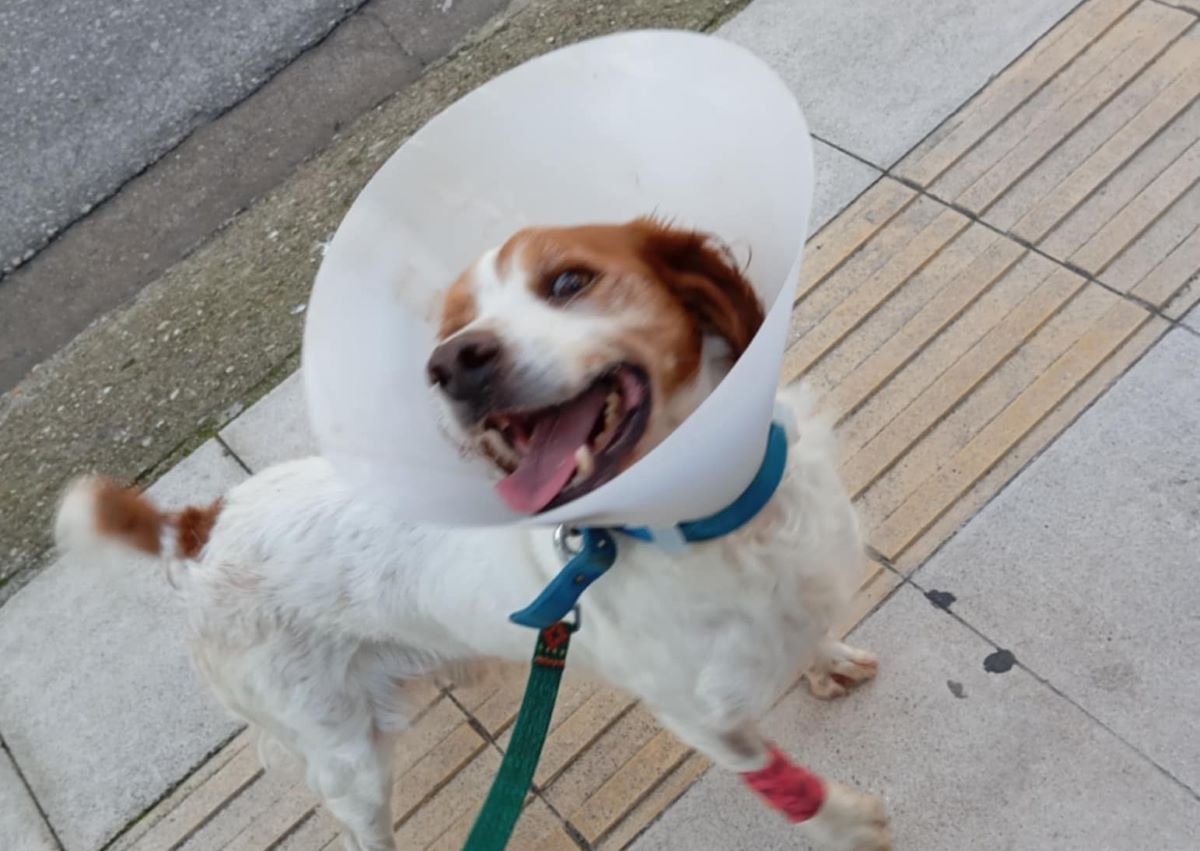 Το άτυχο τετράποδο που δέχτηκε τη φρικτή επίθεση στην Ηλεία