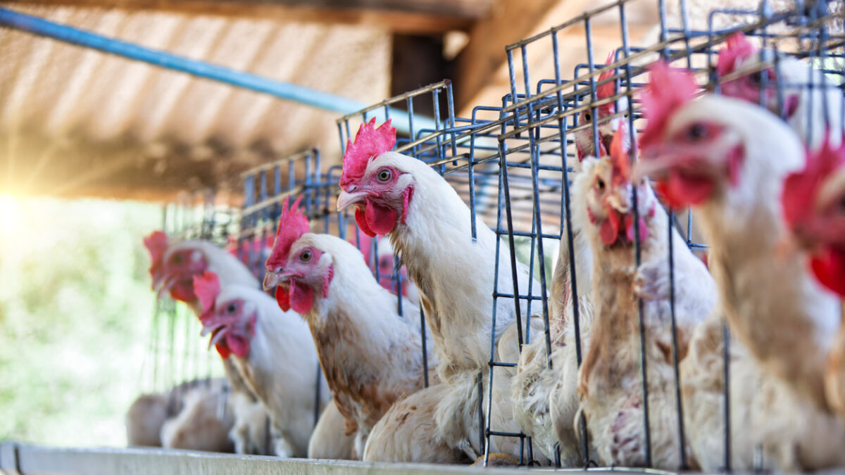 laying hens in battery chicken cages, industrial poultry , white chicks for commercial egg production, farm small business