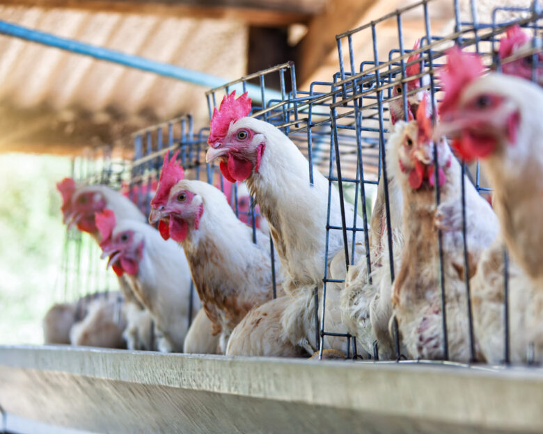 Η γρίπη των πτηνών έχει περάσει στους ανθρώπους: Ασυμπτωματικά κρούσματα προκαλούν ανησυχία