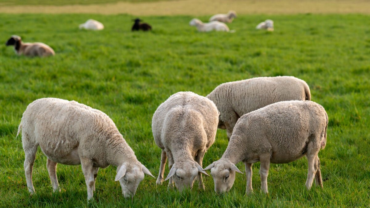 Rural scene with sheep eating fresh green grass in meadow. Ideal for illustrating sustainable living, rural living and animal husbandry concepts