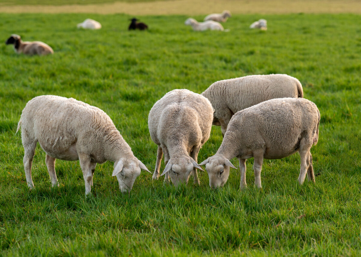 Rural scene with sheep eating fresh green grass in meadow. Ideal for illustrating sustainable living, rural living and animal husbandry concepts