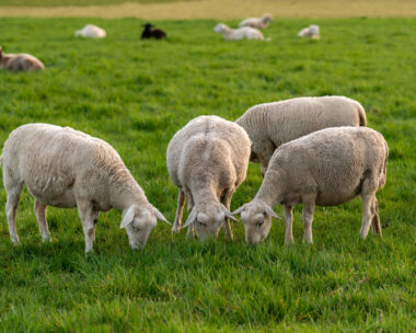 Rural scene with sheep eating fresh green grass in meadow. Ideal for illustrating sustainable living, rural living and animal husbandry concepts