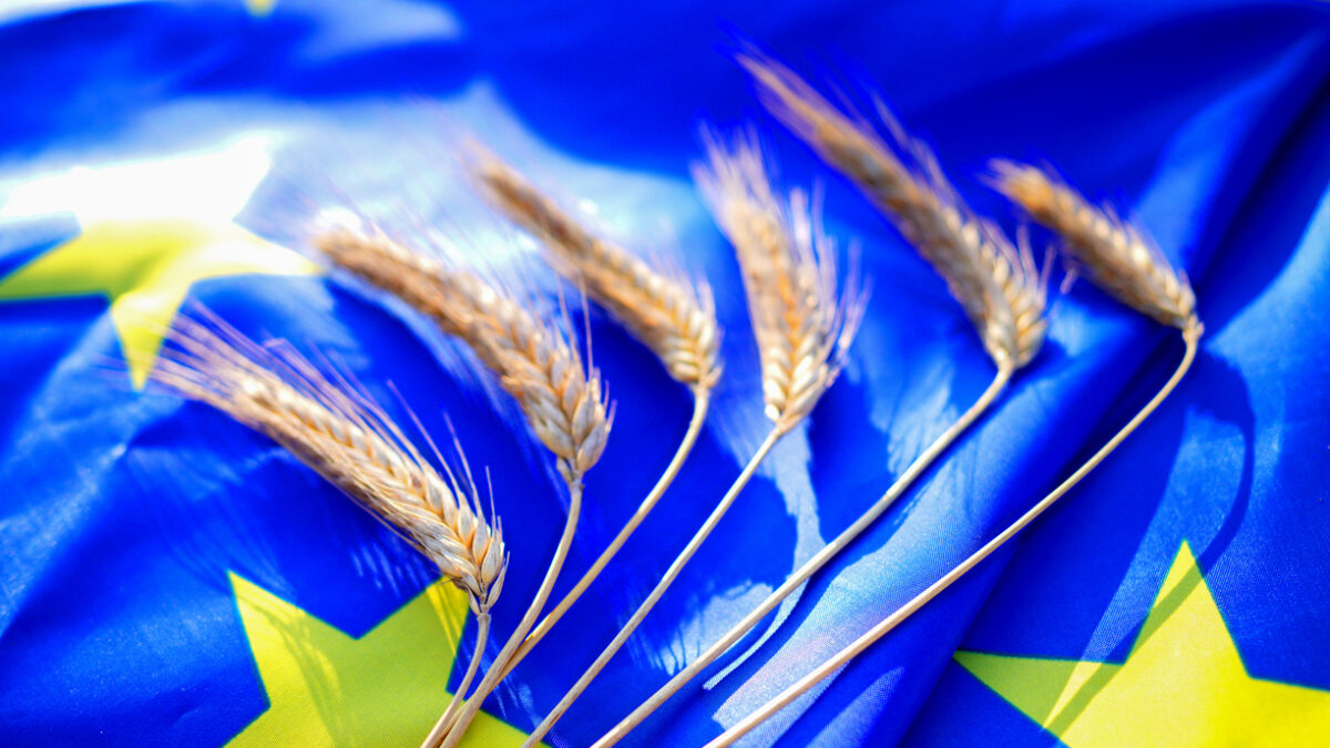 Wheat on EU flag background. Wheat grain. UE wheat export prices. European Union Export curbs. European Union grain shipment. Export of rye, barley, corn. EU grain prices. Crop Production.