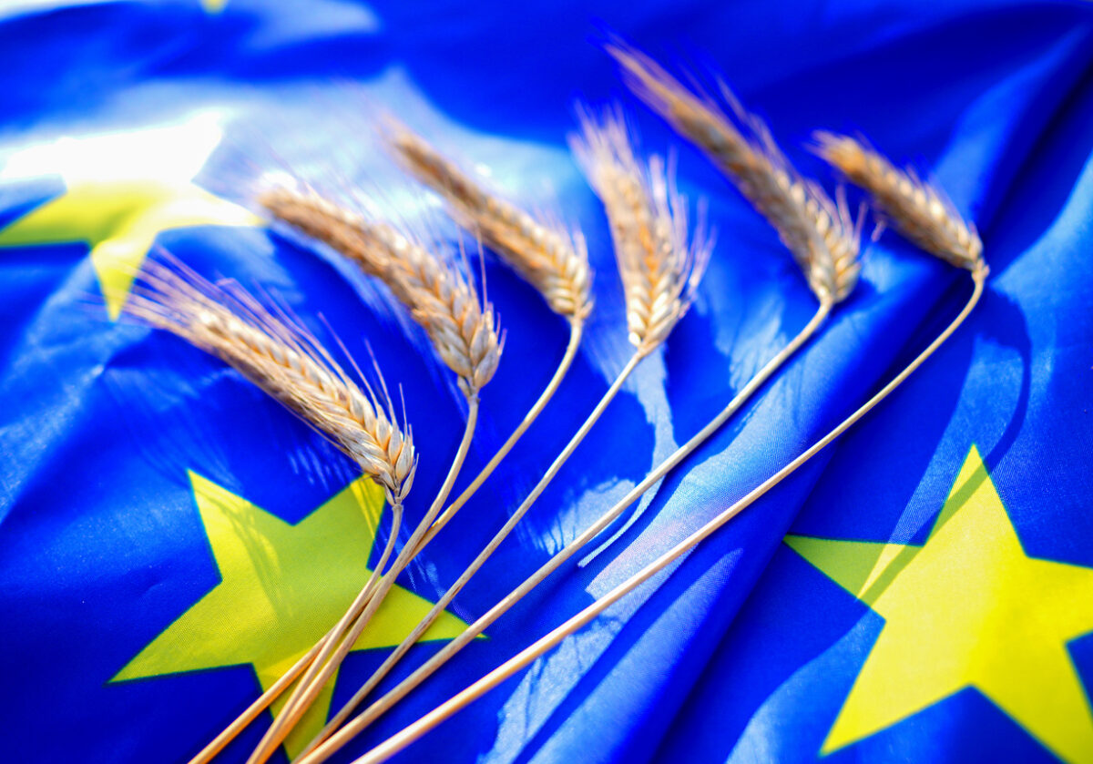 Wheat on EU flag background. Wheat grain. UE wheat export prices. European Union Export curbs. European Union grain shipment. Export of rye, barley, corn. EU grain prices. Crop Production.