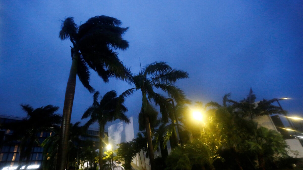 Φοίνικες λυγίζουν από το πέρασμα του τυφώνα «Melissa» στο Κίνγκστον της Τζαμάικα