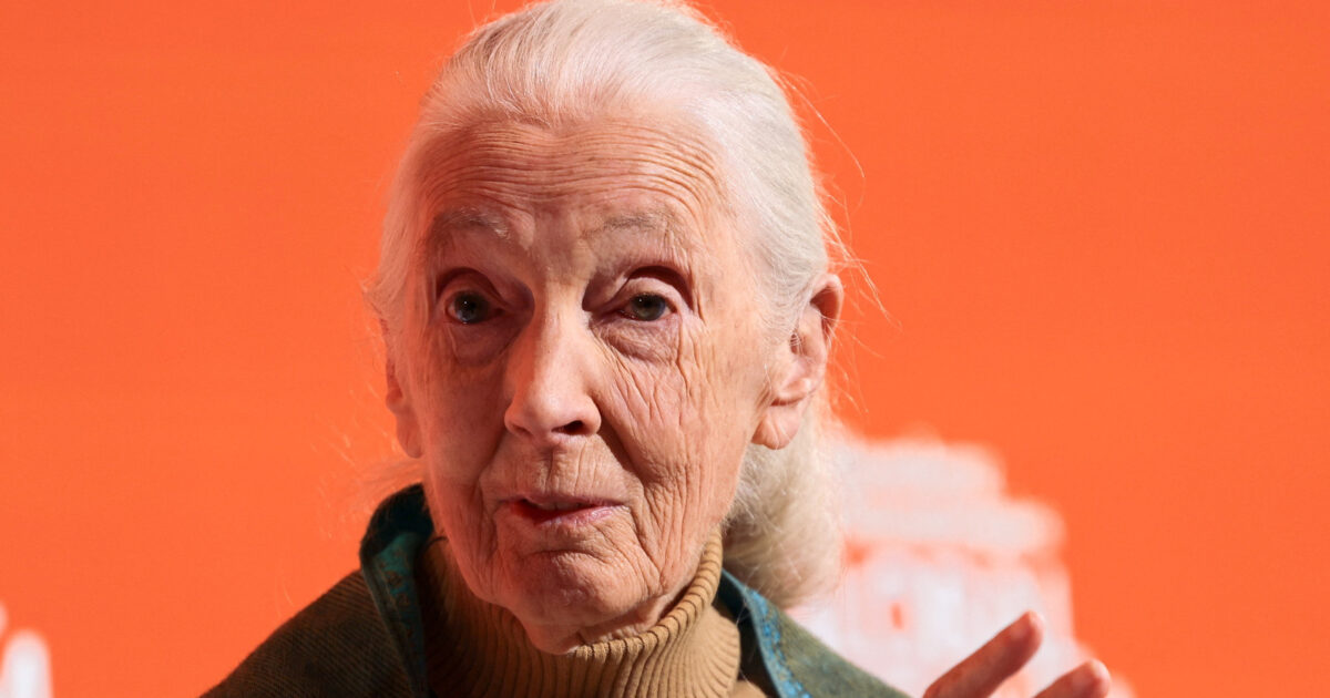 Jane Guddol died at the age of 91, the great scientist who changed the way we see chimpanzees